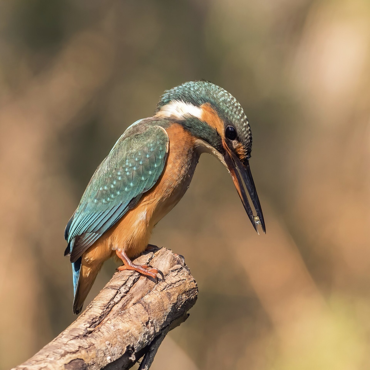 Kingfisher on a branch above water