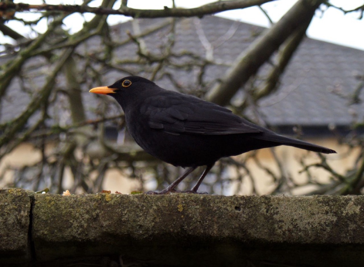 Blackbird in the garden