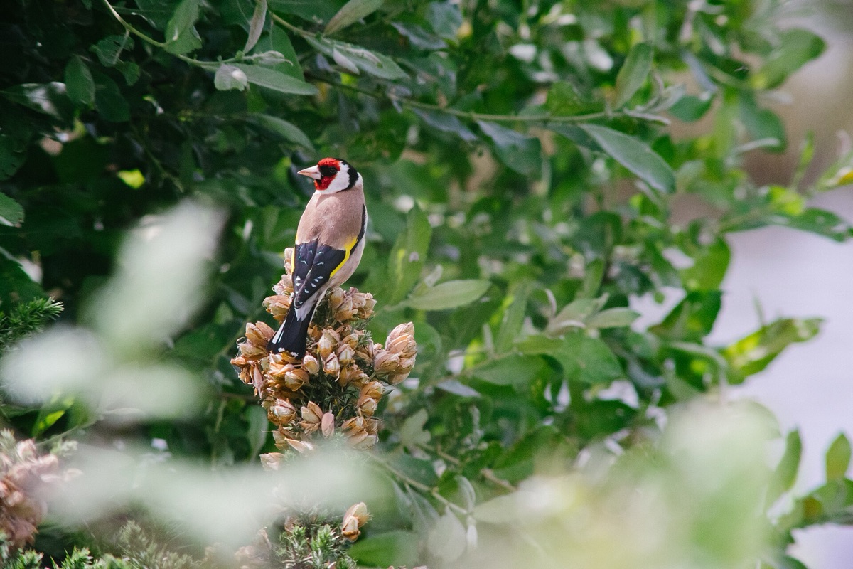 Goldfinch on a branch among green leaves