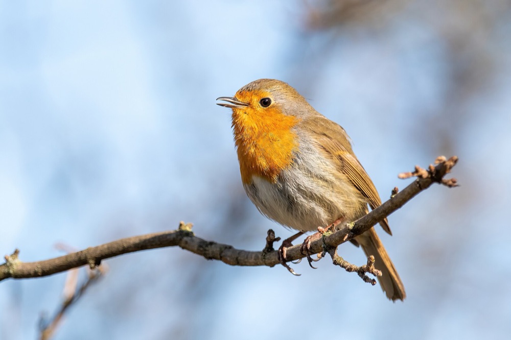 Robin perched on a branch